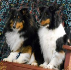 Chase and drew, Shetland sheepdogs